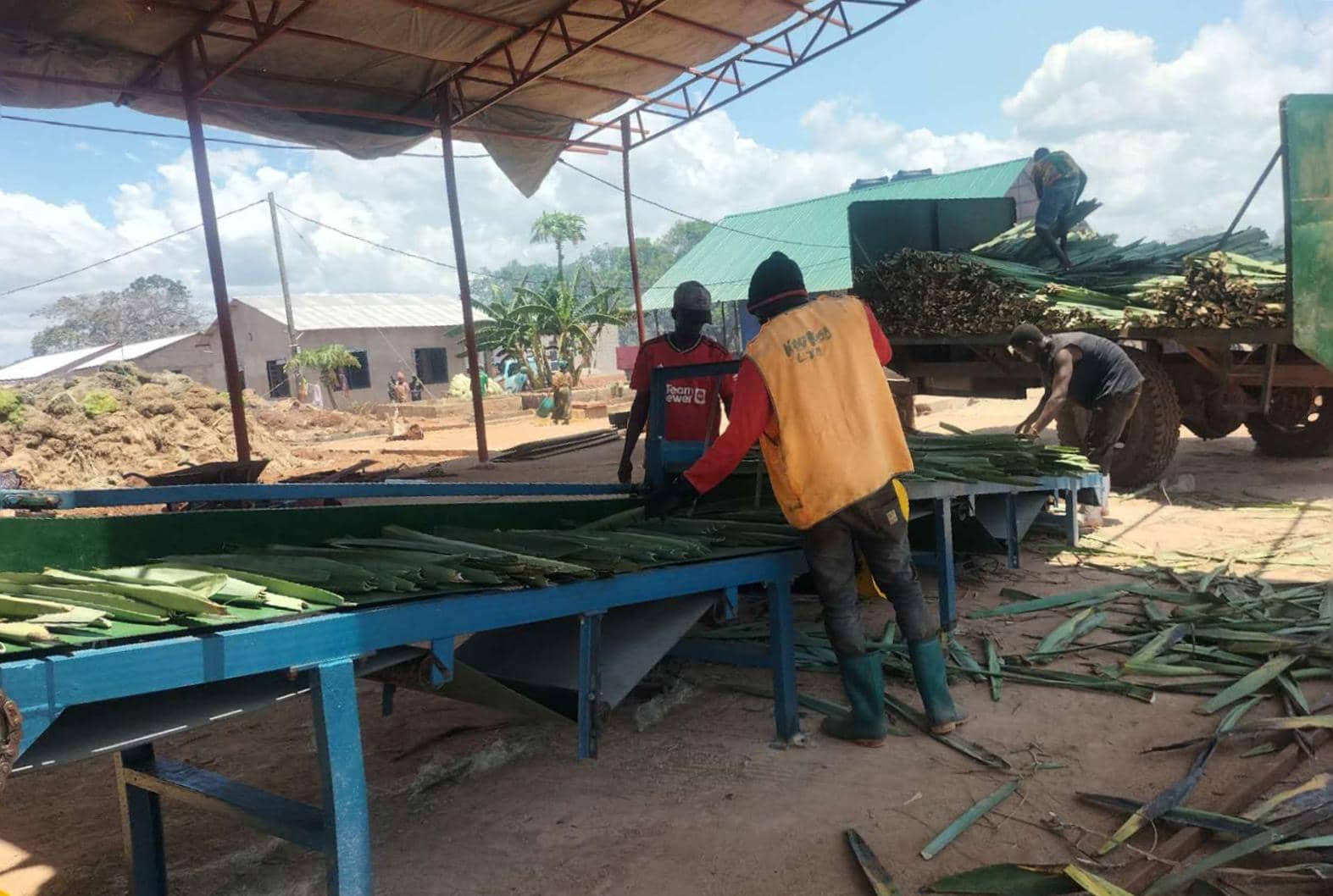 Fiber extraction site 2